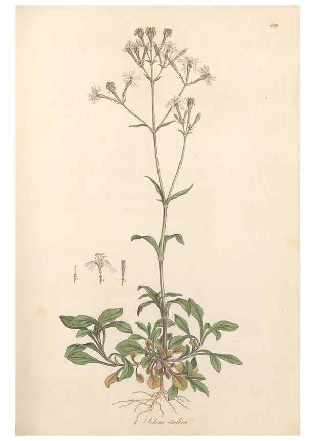 Reproducción/Reproduction 49557064168: Flora Graeca, sive, Plantarum rariorum historia, quas in provinciis aut insulis Graeciae /. Londini :Typis Richardi Taylor et socii, in Vico Shoe-Lane :MDCCCVI-MDCCCXL [1806-1840].. 