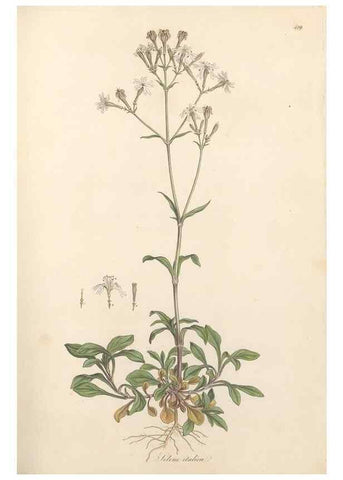 Reproducción/Reproduction 49557064168: Flora Graeca, sive, Plantarum rariorum historia, quas in provinciis aut insulis Graeciae /. Londini :Typis Richardi Taylor et socii, in Vico Shoe-Lane :MDCCCVI-MDCCCXL [1806-1840].. 