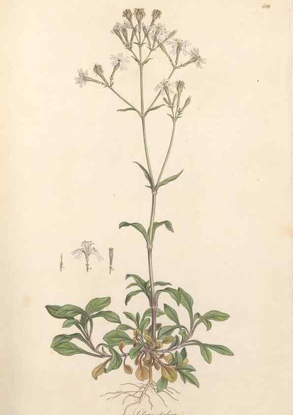 Reproducción/Reproduction 49557064168: Flora Graeca, sive, Plantarum rariorum historia, quas in provinciis aut insulis Graeciae /. Londini :Typis Richardi Taylor et socii, in Vico Shoe-Lane :MDCCCVI-MDCCCXL [1806-1840].. 