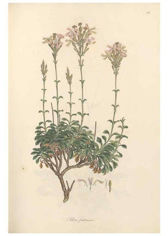 Reproducción/Reproduction 49557561451: Flora Graeca, sive, Plantarum rariorum historia, quas in provinciis aut insulis Graeciae /. Londini :Typis Richardi Taylor et socii, in Vico Shoe-Lane :MDCCCVI-MDCCCXL [1806-1840].. 