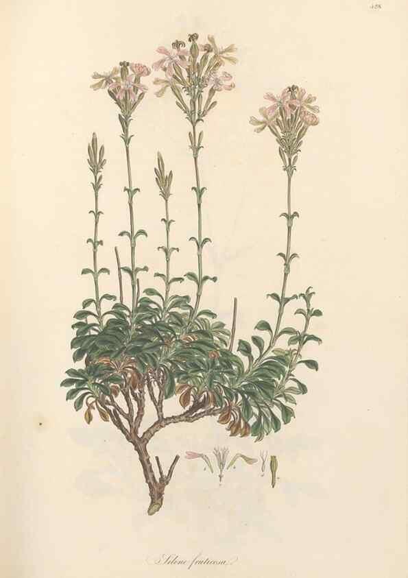 Reproducción/Reproduction 49557561451: Flora Graeca, sive, Plantarum rariorum historia, quas in provinciis aut insulis Graeciae /. Londini :Typis Richardi Taylor et socii, in Vico Shoe-Lane :MDCCCVI-MDCCCXL [1806-1840].. 
