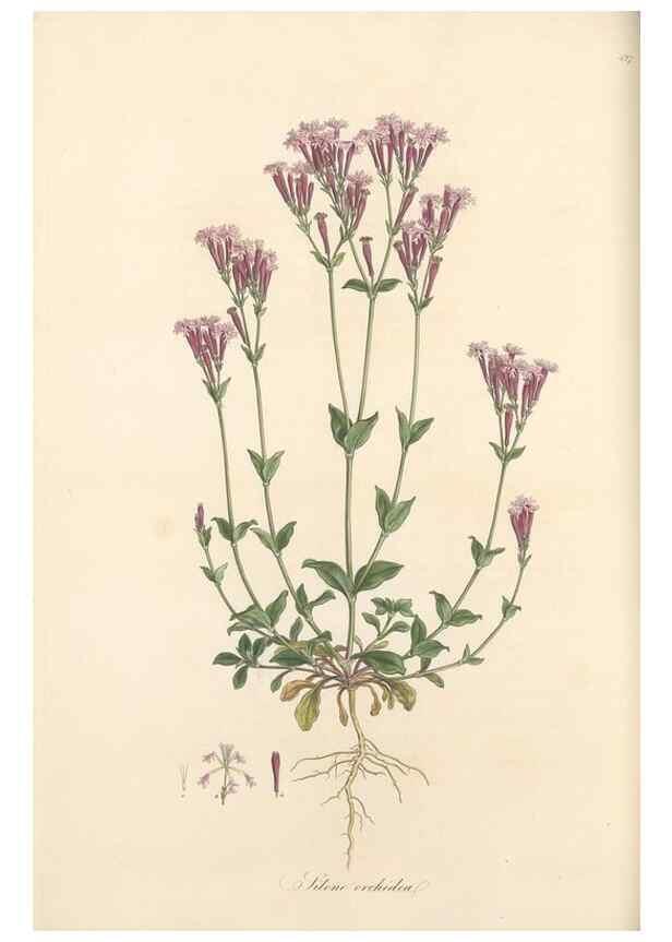 Reproducción/Reproduction 49557063553: Flora Graeca, sive, Plantarum rariorum historia, quas in provinciis aut insulis Graeciae /. Londini :Typis Richardi Taylor et socii, in Vico Shoe-Lane :MDCCCVI-MDCCCXL [1806-1840].. 