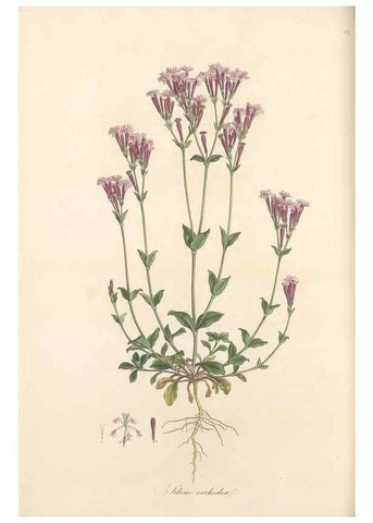 Reproducción/Reproduction 49557063553: Flora Graeca, sive, Plantarum rariorum historia, quas in provinciis aut insulis Graeciae /. Londini :Typis Richardi Taylor et socii, in Vico Shoe-Lane :MDCCCVI-MDCCCXL [1806-1840].. 