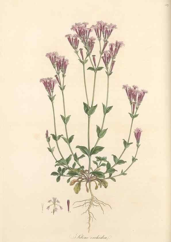 Reproducción/Reproduction 49557063553: Flora Graeca, sive, Plantarum rariorum historia, quas in provinciis aut insulis Graeciae /. Londini :Typis Richardi Taylor et socii, in Vico Shoe-Lane :MDCCCVI-MDCCCXL [1806-1840].. 
