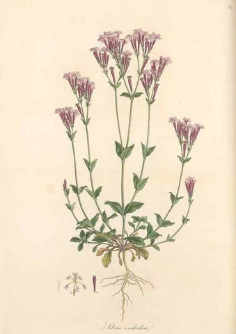 Reproducción/Reproduction 49557063553: Flora Graeca, sive, Plantarum rariorum historia, quas in provinciis aut insulis Graeciae /. Londini :Typis Richardi Taylor et socii, in Vico Shoe-Lane :MDCCCVI-MDCCCXL [1806-1840].. 