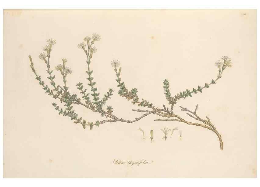 Reproducción/Reproduction 49557059353: Flora Graeca, sive, Plantarum rariorum historia, quas in provinciis aut insulis Graeciae /. Londini :Typis Richardi Taylor et socii, in Vico Shoe-Lane :MDCCCVI-MDCCCXL [1806-1840].. 