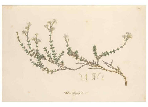 Reproducción/Reproduction 49557059353: Flora Graeca, sive, Plantarum rariorum historia, quas in provinciis aut insulis Graeciae /. Londini :Typis Richardi Taylor et socii, in Vico Shoe-Lane :MDCCCVI-MDCCCXL [1806-1840].. 