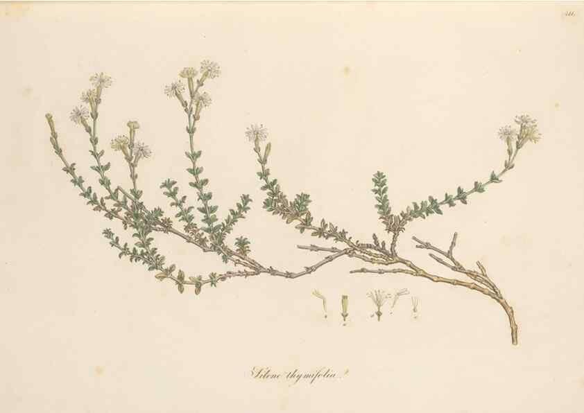 Reproducción/Reproduction 49557059353: Flora Graeca, sive, Plantarum rariorum historia, quas in provinciis aut insulis Graeciae /. Londini :Typis Richardi Taylor et socii, in Vico Shoe-Lane :MDCCCVI-MDCCCXL [1806-1840].. 