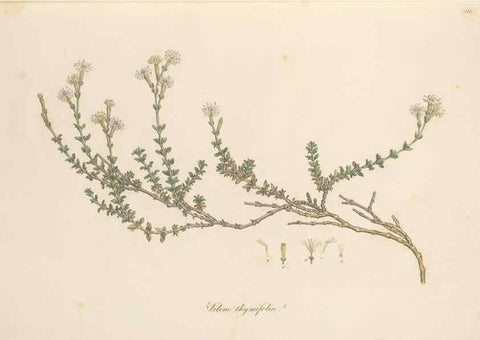 Reproducción/Reproduction 49557059353: Flora Graeca, sive, Plantarum rariorum historia, quas in provinciis aut insulis Graeciae /. Londini :Typis Richardi Taylor et socii, in Vico Shoe-Lane :MDCCCVI-MDCCCXL [1806-1840].. 