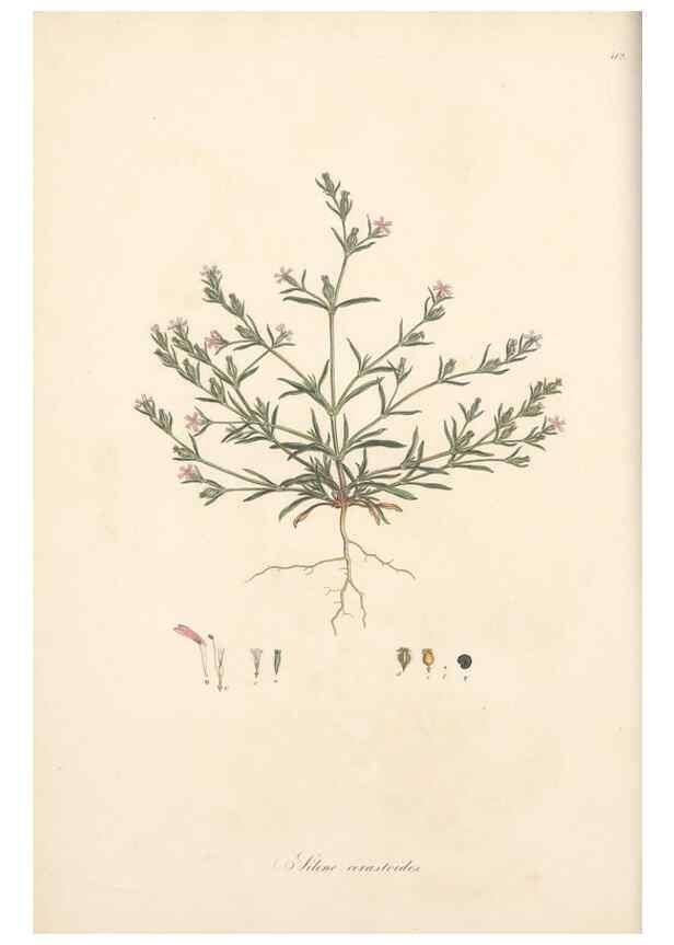 Reproducción/Reproduction 49557059683: Flora Graeca, sive, Plantarum rariorum historia, quas in provinciis aut insulis Graeciae /. Londini :Typis Richardi Taylor et socii, in Vico Shoe-Lane :MDCCCVI-MDCCCXL [1806-1840].. 