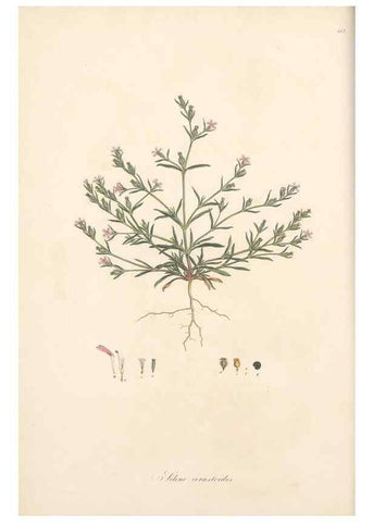 Reproducción/Reproduction 49557059683: Flora Graeca, sive, Plantarum rariorum historia, quas in provinciis aut insulis Graeciae /. Londini :Typis Richardi Taylor et socii, in Vico Shoe-Lane :MDCCCVI-MDCCCXL [1806-1840].. 