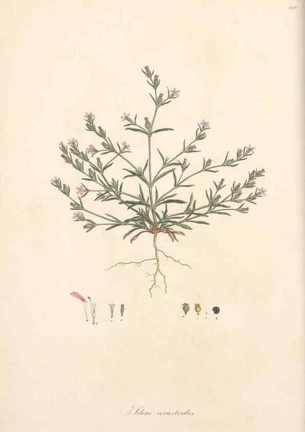 Reproducción/Reproduction 49557059683: Flora Graeca, sive, Plantarum rariorum historia, quas in provinciis aut insulis Graeciae /. Londini :Typis Richardi Taylor et socii, in Vico Shoe-Lane :MDCCCVI-MDCCCXL [1806-1840].. 