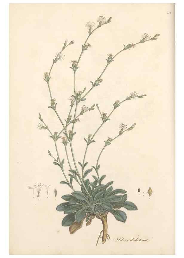 Reproducción/Reproduction 49557792377: Flora Graeca, sive, Plantarum rariorum historia, quas in provinciis aut insulis Graeciae /. Londini :Typis Richardi Taylor et socii, in Vico Shoe-Lane :MDCCCVI-MDCCCXL [1806-1840].. 