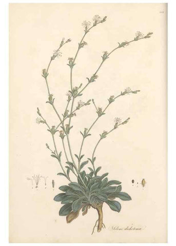 Reproducción/Reproduction 49557792377: Flora Graeca, sive, Plantarum rariorum historia, quas in provinciis aut insulis Graeciae /. Londini :Typis Richardi Taylor et socii, in Vico Shoe-Lane :MDCCCVI-MDCCCXL [1806-1840].. 