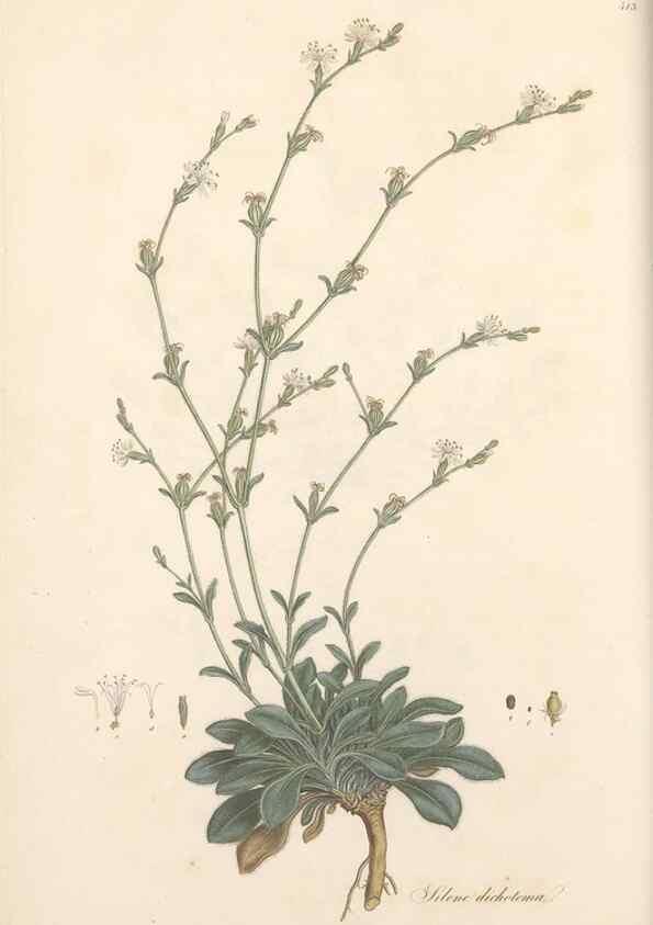Reproducción/Reproduction 49557792377: Flora Graeca, sive, Plantarum rariorum historia, quas in provinciis aut insulis Graeciae /. Londini :Typis Richardi Taylor et socii, in Vico Shoe-Lane :MDCCCVI-MDCCCXL [1806-1840].. 