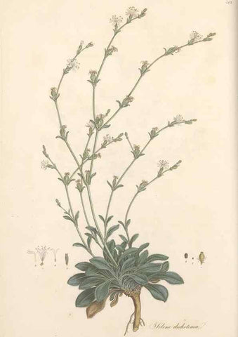 Reproducción/Reproduction 49557792377: Flora Graeca, sive, Plantarum rariorum historia, quas in provinciis aut insulis Graeciae /. Londini :Typis Richardi Taylor et socii, in Vico Shoe-Lane :MDCCCVI-MDCCCXL [1806-1840].. 