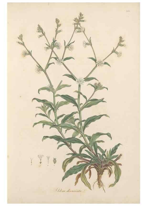 Reproducción/Reproduction 49557060273: Flora Graeca, sive, Plantarum rariorum historia, quas in provinciis aut insulis Graeciae /. Londini :Typis Richardi Taylor et socii, in Vico Shoe-Lane :MDCCCVI-MDCCCXL [1806-1840].. 