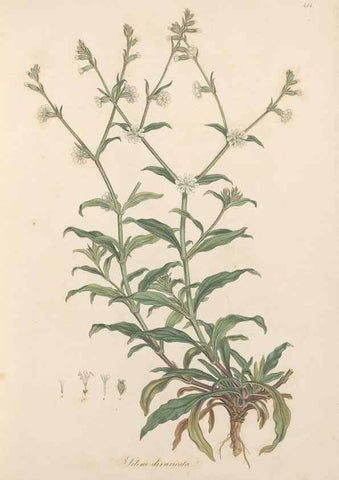 Reproducción/Reproduction 49557060273: Flora Graeca, sive, Plantarum rariorum historia, quas in provinciis aut insulis Graeciae /. Londini :Typis Richardi Taylor et socii, in Vico Shoe-Lane :MDCCCVI-MDCCCXL [1806-1840].. 