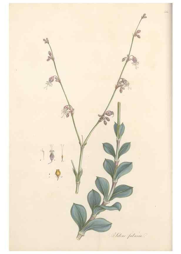 Reproducción/Reproduction 49557792867: Flora Graeca, sive, Plantarum rariorum historia, quas in provinciis aut insulis Graeciae /. Londini :Typis Richardi Taylor et socii, in Vico Shoe-Lane :MDCCCVI-MDCCCXL [1806-1840].. 