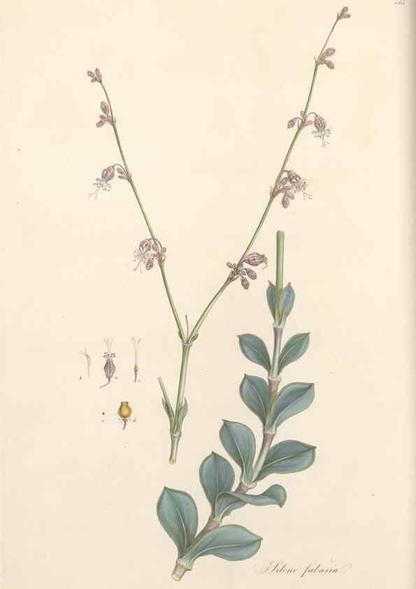 Reproducción/Reproduction 49557792867: Flora Graeca, sive, Plantarum rariorum historia, quas in provinciis aut insulis Graeciae /. Londini :Typis Richardi Taylor et socii, in Vico Shoe-Lane :MDCCCVI-MDCCCXL [1806-1840].. 