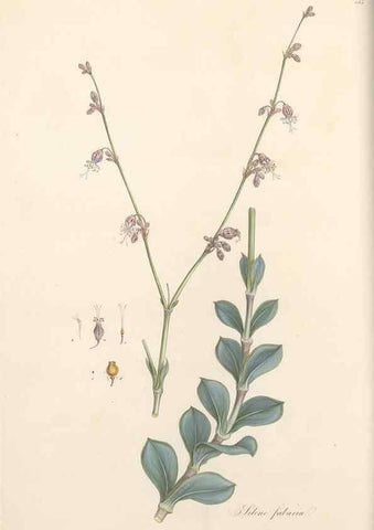 Reproducción/Reproduction 49557792867: Flora Graeca, sive, Plantarum rariorum historia, quas in provinciis aut insulis Graeciae /. Londini :Typis Richardi Taylor et socii, in Vico Shoe-Lane :MDCCCVI-MDCCCXL [1806-1840].. 
