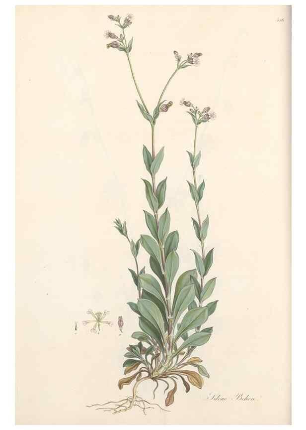 Reproducción/Reproduction 49557793137: Flora Graeca, sive, Plantarum rariorum historia, quas in provinciis aut insulis Graeciae /. Londini :Typis Richardi Taylor et socii, in Vico Shoe-Lane :MDCCCVI-MDCCCXL [1806-1840].. 