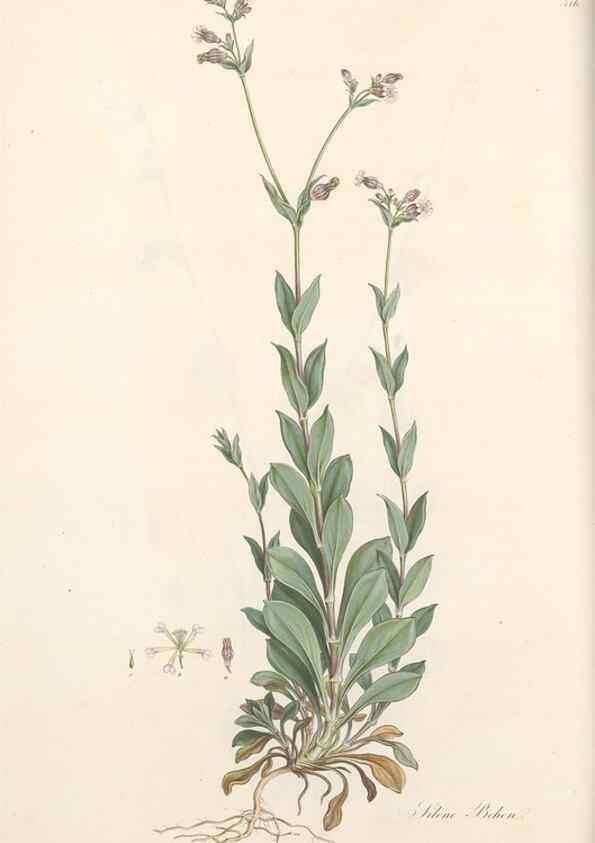Reproducción/Reproduction 49557793137: Flora Graeca, sive, Plantarum rariorum historia, quas in provinciis aut insulis Graeciae /. Londini :Typis Richardi Taylor et socii, in Vico Shoe-Lane :MDCCCVI-MDCCCXL [1806-1840].. 