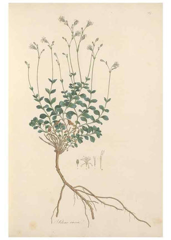 Reproducción/Reproduction 49557060993: Flora Graeca, sive, Plantarum rariorum historia, quas in provinciis aut insulis Graeciae /. Londini :Typis Richardi Taylor et socii, in Vico Shoe-Lane :MDCCCVI-MDCCCXL [1806-1840].. 