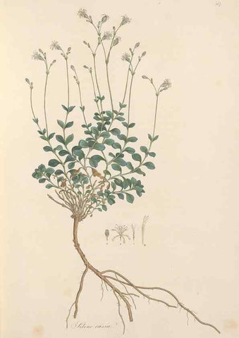 Reproducción/Reproduction 49557060993: Flora Graeca, sive, Plantarum rariorum historia, quas in provinciis aut insulis Graeciae /. Londini :Typis Richardi Taylor et socii, in Vico Shoe-Lane :MDCCCVI-MDCCCXL [1806-1840].. 