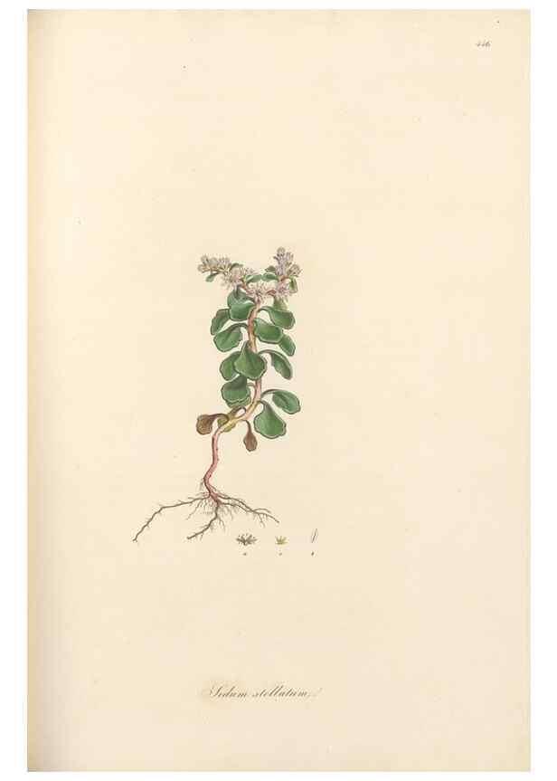 Reproducción/Reproduction 49557069268: Flora Graeca, sive, Plantarum rariorum historia, quas in provinciis aut insulis Graeciae /. Londini :Typis Richardi Taylor et socii, in Vico Shoe-Lane :MDCCCVI-MDCCCXL [1806-1840].. 