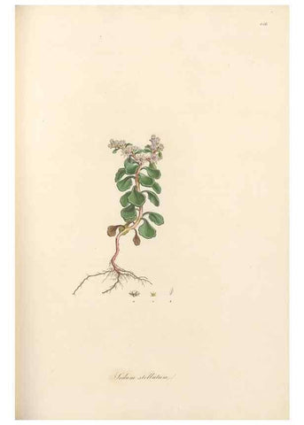 Reproducción/Reproduction 49557069268: Flora Graeca, sive, Plantarum rariorum historia, quas in provinciis aut insulis Graeciae /. Londini :Typis Richardi Taylor et socii, in Vico Shoe-Lane :MDCCCVI-MDCCCXL [1806-1840].. 