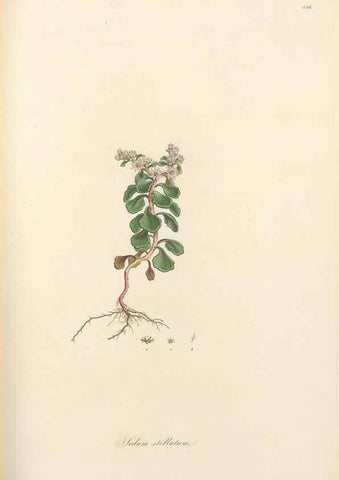 Reproducción/Reproduction 49557069268: Flora Graeca, sive, Plantarum rariorum historia, quas in provinciis aut insulis Graeciae /. Londini :Typis Richardi Taylor et socii, in Vico Shoe-Lane :MDCCCVI-MDCCCXL [1806-1840].. 