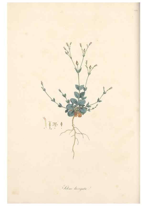 Reproducción/Reproduction 49557061248: Flora Graeca, sive, Plantarum rariorum historia, quas in provinciis aut insulis Graeciae /. Londini :Typis Richardi Taylor et socii, in Vico Shoe-Lane :MDCCCVI-MDCCCXL [1806-1840].. 