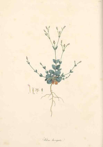 Reproducción/Reproduction 49557061248: Flora Graeca, sive, Plantarum rariorum historia, quas in provinciis aut insulis Graeciae /. Londini :Typis Richardi Taylor et socii, in Vico Shoe-Lane :MDCCCVI-MDCCCXL [1806-1840].. 