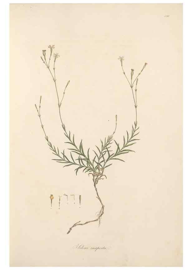 Reproducción/Reproduction 49557061743: Flora Graeca, sive, Plantarum rariorum historia, quas in provinciis aut insulis Graeciae /. Londini :Typis Richardi Taylor et socii, in Vico Shoe-Lane :MDCCCVI-MDCCCXL [1806-1840].. 