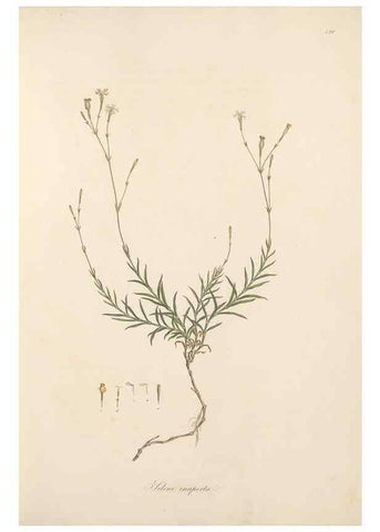 Reproducción/Reproduction 49557061743: Flora Graeca, sive, Plantarum rariorum historia, quas in provinciis aut insulis Graeciae /. Londini :Typis Richardi Taylor et socii, in Vico Shoe-Lane :MDCCCVI-MDCCCXL [1806-1840].. 