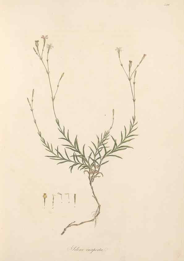 Reproducción/Reproduction 49557061743: Flora Graeca, sive, Plantarum rariorum historia, quas in provinciis aut insulis Graeciae /. Londini :Typis Richardi Taylor et socii, in Vico Shoe-Lane :MDCCCVI-MDCCCXL [1806-1840].. 