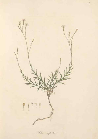 Reproducción/Reproduction 49557061743: Flora Graeca, sive, Plantarum rariorum historia, quas in provinciis aut insulis Graeciae /. Londini :Typis Richardi Taylor et socii, in Vico Shoe-Lane :MDCCCVI-MDCCCXL [1806-1840].. 