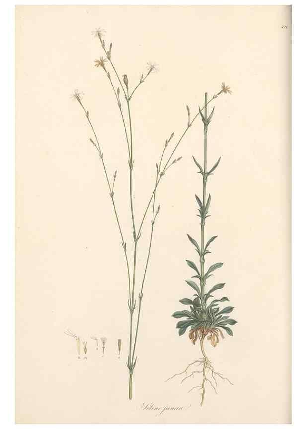 Reproducción/Reproduction 49557559366: Flora Graeca, sive, Plantarum rariorum historia, quas in provinciis aut insulis Graeciae /. Londini :Typis Richardi Taylor et socii, in Vico Shoe-Lane :MDCCCVI-MDCCCXL [1806-1840].. 