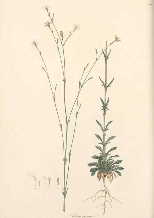 Reproducción/Reproduction 49557559366: Flora Graeca, sive, Plantarum rariorum historia, quas in provinciis aut insulis Graeciae /. Londini :Typis Richardi Taylor et socii, in Vico Shoe-Lane :MDCCCVI-MDCCCXL [1806-1840].. 