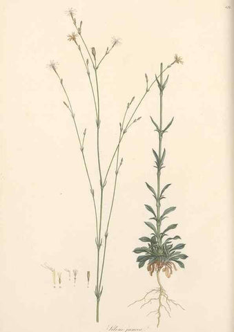 Reproducción/Reproduction 49557559366: Flora Graeca, sive, Plantarum rariorum historia, quas in provinciis aut insulis Graeciae /. Londini :Typis Richardi Taylor et socii, in Vico Shoe-Lane :MDCCCVI-MDCCCXL [1806-1840].. 