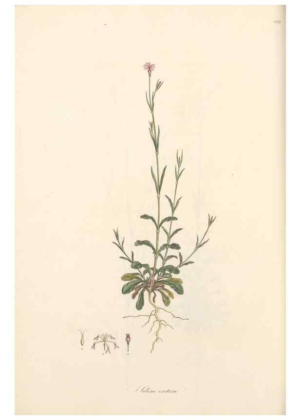 Reproducción/Reproduction 49557062288: Flora Graeca, sive, Plantarum rariorum historia, quas in provinciis aut insulis Graeciae /. Londini :Typis Richardi Taylor et socii, in Vico Shoe-Lane :MDCCCVI-MDCCCXL [1806-1840].. 