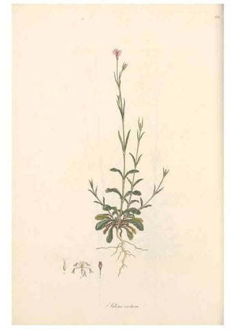 Reproducción/Reproduction 49557062288: Flora Graeca, sive, Plantarum rariorum historia, quas in provinciis aut insulis Graeciae /. Londini :Typis Richardi Taylor et socii, in Vico Shoe-Lane :MDCCCVI-MDCCCXL [1806-1840].. 