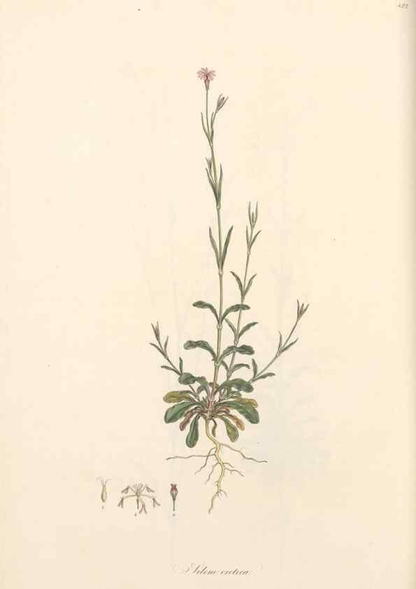 Reproducción/Reproduction 49557062288: Flora Graeca, sive, Plantarum rariorum historia, quas in provinciis aut insulis Graeciae /. Londini :Typis Richardi Taylor et socii, in Vico Shoe-Lane :MDCCCVI-MDCCCXL [1806-1840].. 