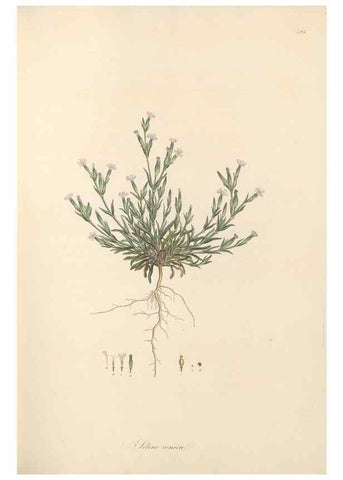 Reproducción/Reproduction 49557559896: Flora Graeca, sive, Plantarum rariorum historia, quas in provinciis aut insulis Graeciae /. Londini :Typis Richardi Taylor et socii, in Vico Shoe-Lane :MDCCCVI-MDCCCXL [1806-1840].. 