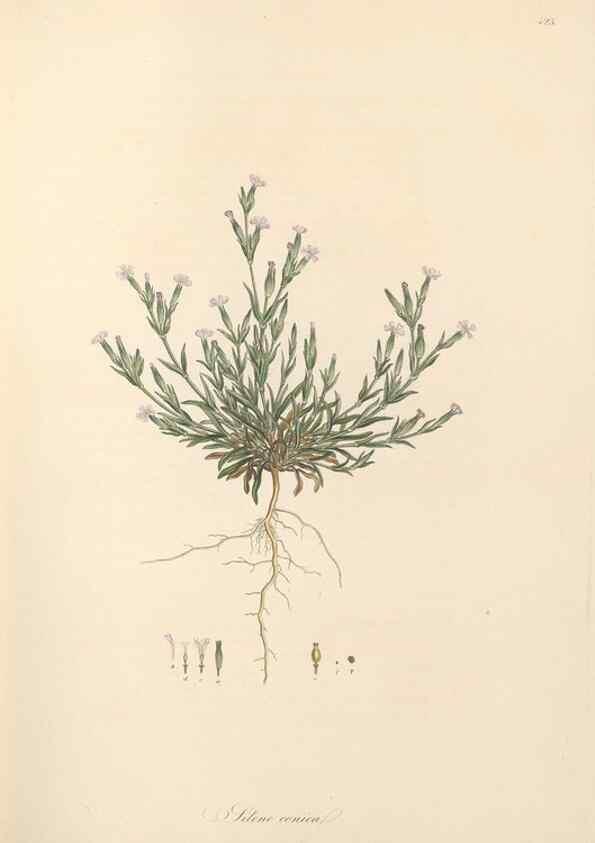 Reproducción/Reproduction 49557559896: Flora Graeca, sive, Plantarum rariorum historia, quas in provinciis aut insulis Graeciae /. Londini :Typis Richardi Taylor et socii, in Vico Shoe-Lane :MDCCCVI-MDCCCXL [1806-1840].. 
