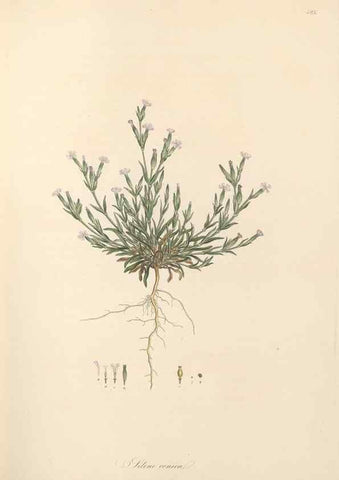Reproducción/Reproduction 49557559896: Flora Graeca, sive, Plantarum rariorum historia, quas in provinciis aut insulis Graeciae /. Londini :Typis Richardi Taylor et socii, in Vico Shoe-Lane :MDCCCVI-MDCCCXL [1806-1840].. 