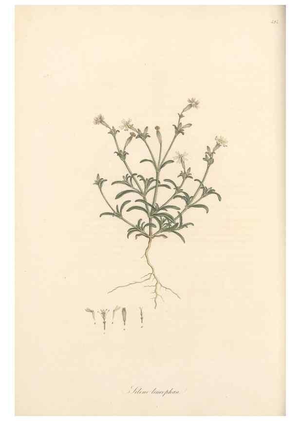 Reproducción/Reproduction 49557560141: Flora Graeca, sive, Plantarum rariorum historia, quas in provinciis aut insulis Graeciae /. Londini :Typis Richardi Taylor et socii, in Vico Shoe-Lane :MDCCCVI-MDCCCXL [1806-1840].. 
