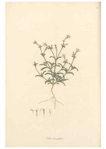 Reproducción/Reproduction 49557560141: Flora Graeca, sive, Plantarum rariorum historia, quas in provinciis aut insulis Graeciae /. Londini :Typis Richardi Taylor et socii, in Vico Shoe-Lane :MDCCCVI-MDCCCXL [1806-1840].. 