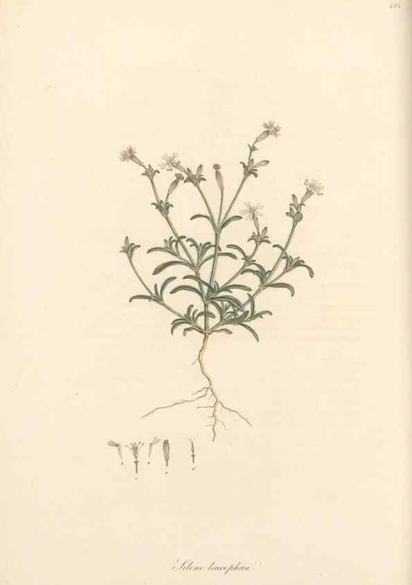 Reproducción/Reproduction 49557560141: Flora Graeca, sive, Plantarum rariorum historia, quas in provinciis aut insulis Graeciae /. Londini :Typis Richardi Taylor et socii, in Vico Shoe-Lane :MDCCCVI-MDCCCXL [1806-1840].. 